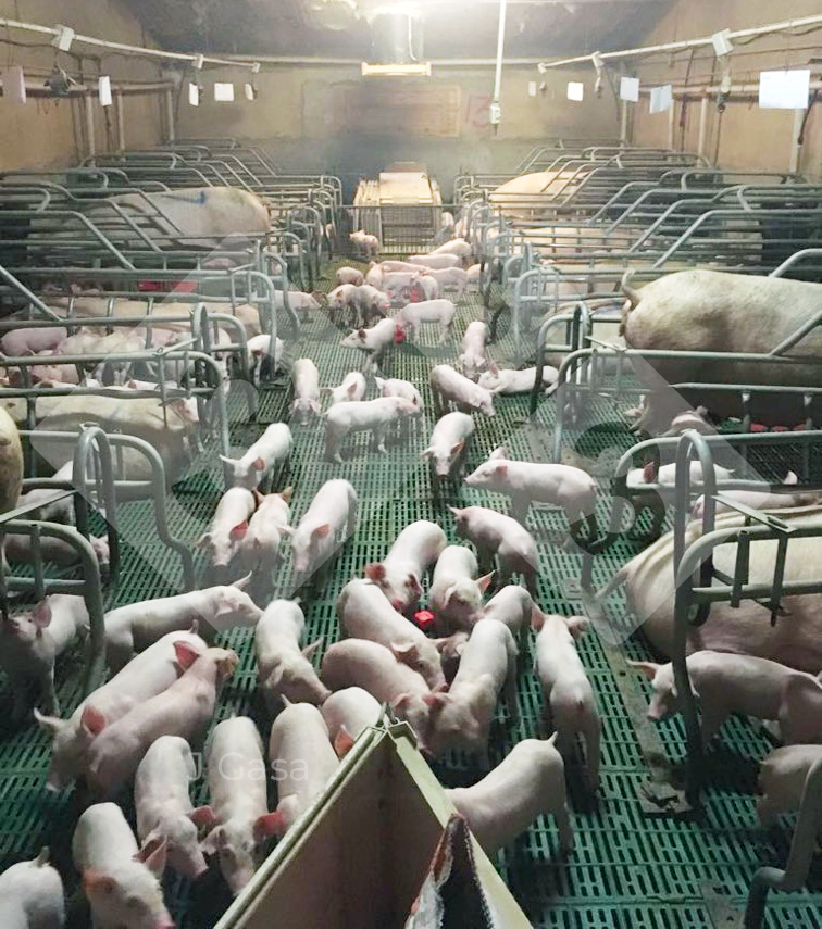 Figure&nbsp;1. A group of piglets socializing&nbsp;in the farrowing room.
